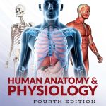 Human Anatomy & Physiology – 4th Edition